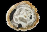 Tropical Hardwood Petrified Wood Dish - Indonesia #160974-1